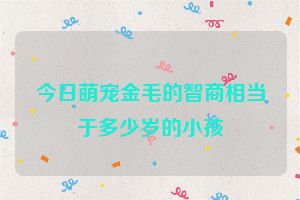 今日萌宠金毛的智商相当于多少岁的小孩