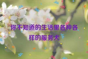 你不知道的生活里各种各样的服务犬