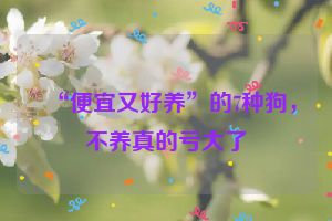 “便宜又好养”的7种狗，不养真的亏大了