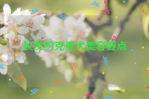 长发约克夏犬美容要点