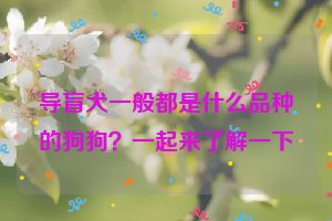 导盲犬一般都是什么品种的狗狗？一起来了解一下