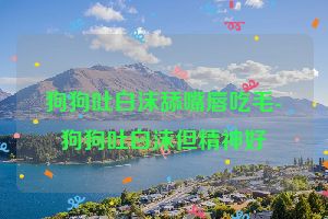 狗狗吐白沫舔嘴唇吃毛-狗狗吐白沫但精神好