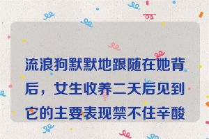 流浪狗默默地跟随在她背后，女生收养二天后见到它的主要表现禁不住辛酸