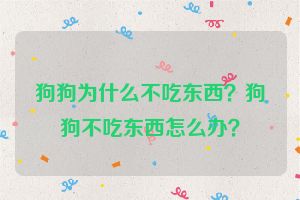 狗狗为什么不吃东西？狗狗不吃东西怎么办？