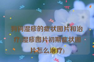 狗狗湿疹的症状图片和治疗(湿疹图片初期症状图片怎么治疗)