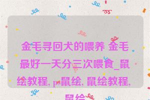 金毛寻回犬的喂养 金毛最好一天分三次喂食_鼠绘教程, ps鼠绘, 鼠绘教程, 鼠绘