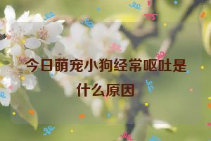 今日萌宠小狗经常呕吐是什么原因