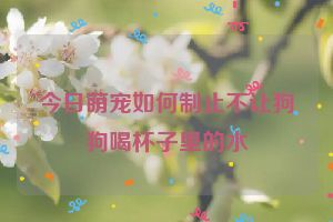 今日萌宠如何制止不让狗狗喝杯子里的水