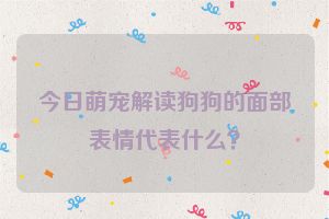 今日萌宠解读狗狗的面部表情代表什么？