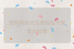 雪纳瑞幼犬总爱拉肚子是怎么回事