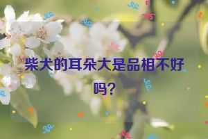 柴犬的耳朵大是品相不好吗？