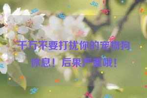 千万不要打扰你的宠物狗休息！后果严重哦！