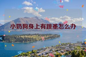 小奶狗身上有跳蚤怎么办