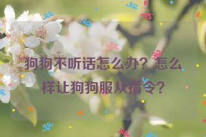 狗狗不听话怎么办？怎么样让狗狗服从指令？