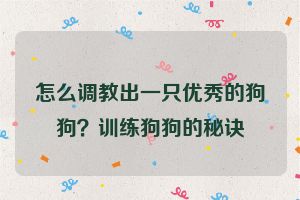 怎么调教出一只优秀的狗狗？训练狗狗的秘诀