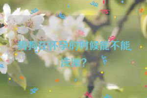 狗狗在怀孕的时候能不能洗澡？