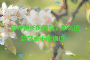 喜欢脸长的狗狗？那么这篇文章不能错过~