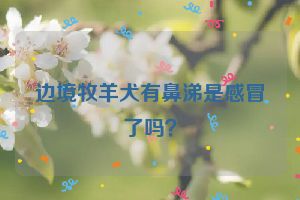 边境牧羊犬有鼻涕是感冒了吗？