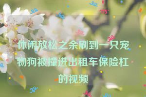 休闲放松之余刷到一只宠物狗被撞进出租车保险杠的视频