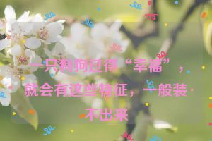 一只狗狗过得“幸福”，就会有这些特征，一般装不出来