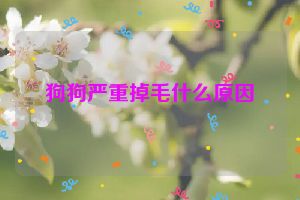 狗狗严重掉毛什么原因