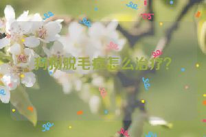 狗狗脱毛症怎么治疗？