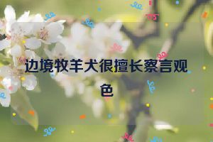 边境牧羊犬很擅长察言观色