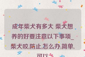 成年柴犬有多大 柴犬想养的好要注意以下事项_柴犬咬,防止,怎么办,简单,可以