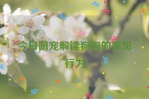 今日萌宠解读狗狗的常见行为