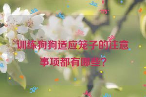 训练狗狗适应笼子的注意事项都有哪些？