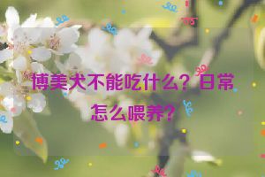 博美犬不能吃什么？日常怎么喂养？