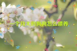 一个月大的狗狗怎么喂养