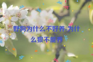 野狗为什么不好养-为什么狼不能养