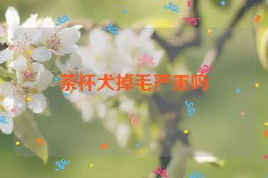 茶杯犬掉毛严重吗