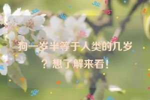 狗一岁半等于人类的几岁?想了解来看!