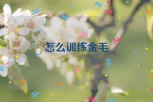 怎么训练金毛