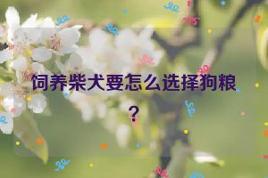 饲养柴犬要怎么选择狗粮？