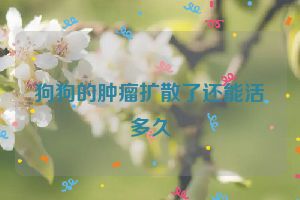 狗狗的肿瘤扩散了还能活多久