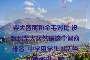 柴犬智商和金毛对比 没想到柴犬居然是这个智商排名_中学用学生书法当校牌两周一换