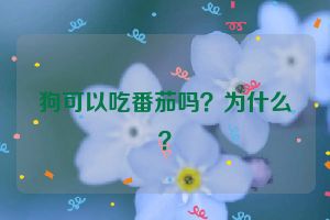 狗可以吃番茄吗？为什么？
