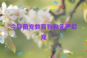 今日萌宠教育狗狗先严后宠