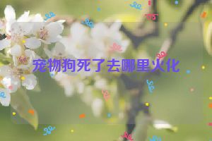 宠物狗死了去哪里火化