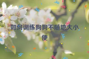 如何训练狗狗不随地大小便