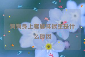 狗狗身上腥臭味很重是什么原因