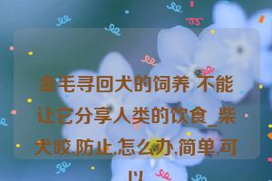 金毛寻回犬的饲养 不能让它分享人类的饮食_柴犬咬,防止,怎么办,简单,可以