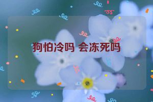 狗怕冷吗 会冻死吗