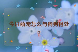 今日萌宠怎么与狗狗相处？