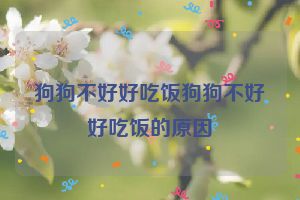 狗狗不好好吃饭狗狗不好好吃饭的原因