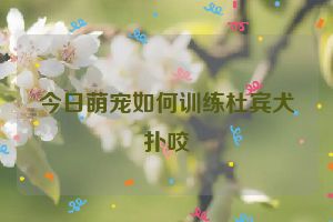 今日萌宠如何训练杜宾犬扑咬