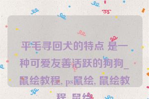 平毛寻回犬的特点 是一种可爱友善活跃的狗狗_鼠绘教程, ps鼠绘, 鼠绘教程, 鼠绘